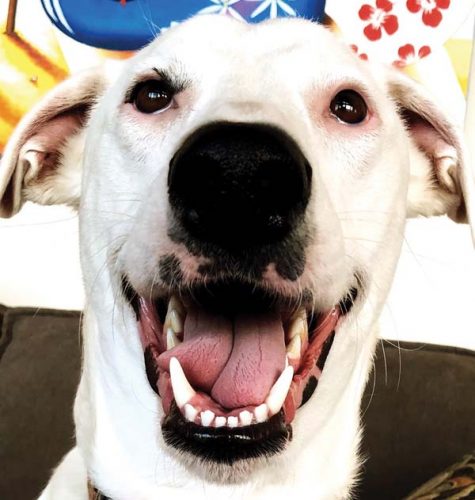 Maui Humane Society in need of immediate short-term  foster homes for dogs